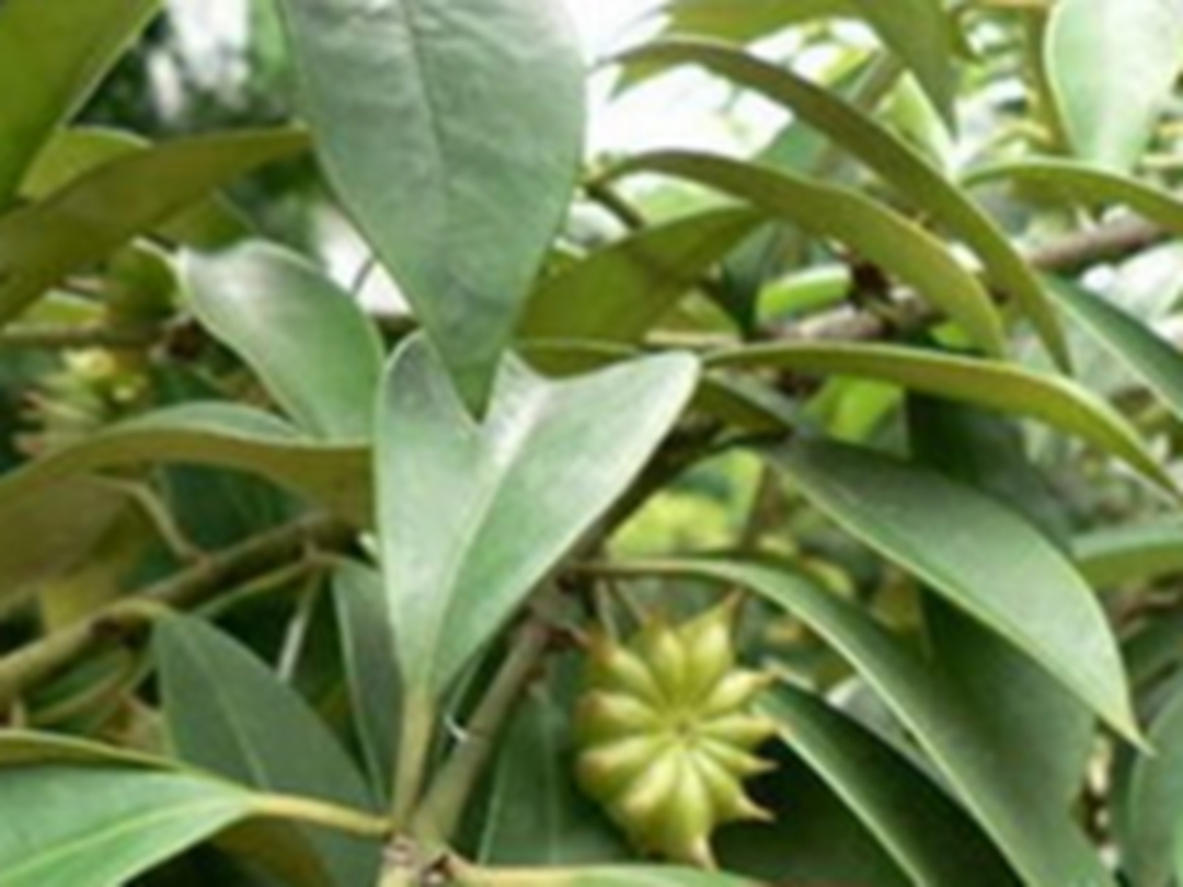莽草根