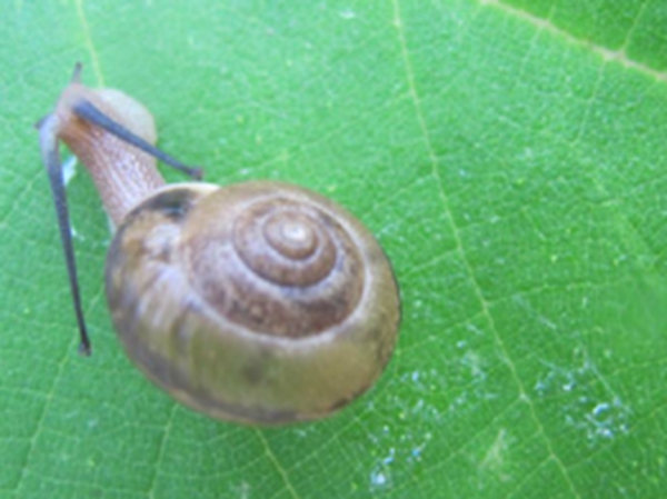 蜗牛