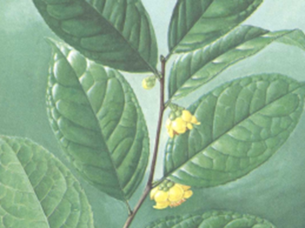 小果金花茶叶