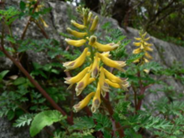 黄断肠草
