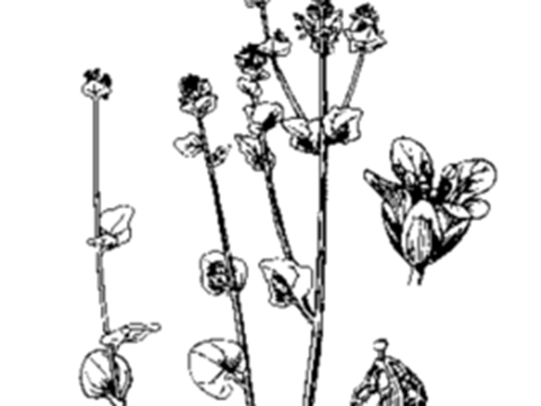 辣根菜
