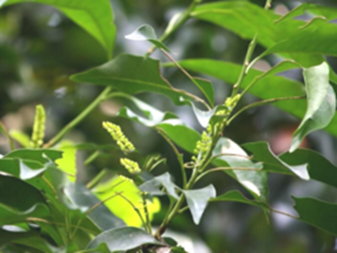 红叶树