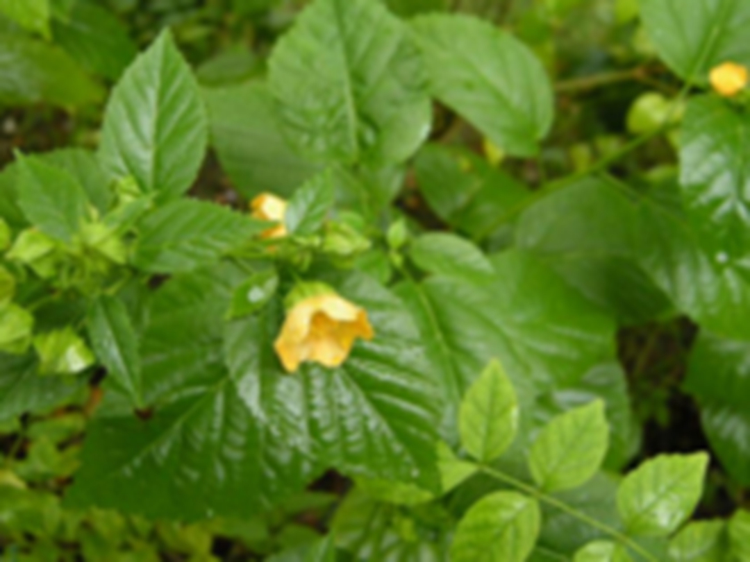 黄花稔