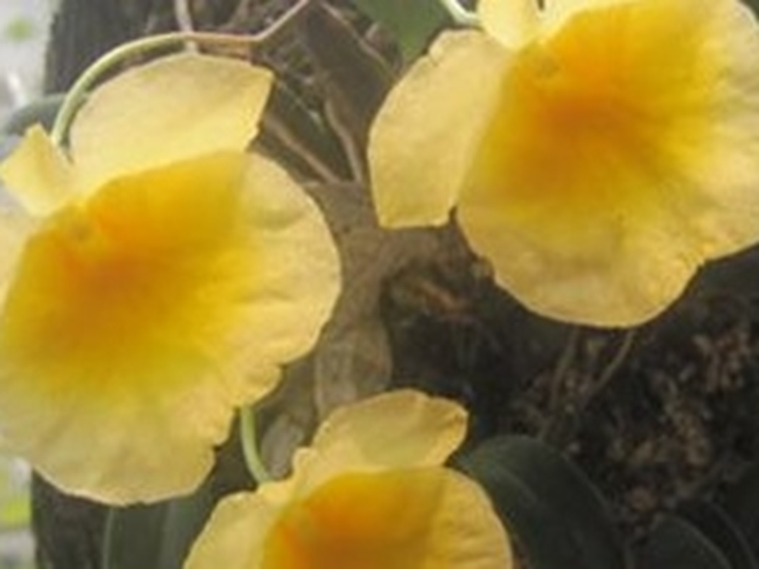 木虾公