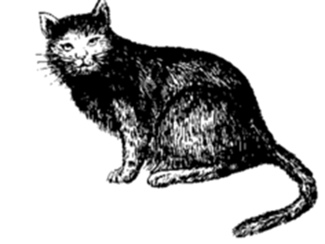 猫肉