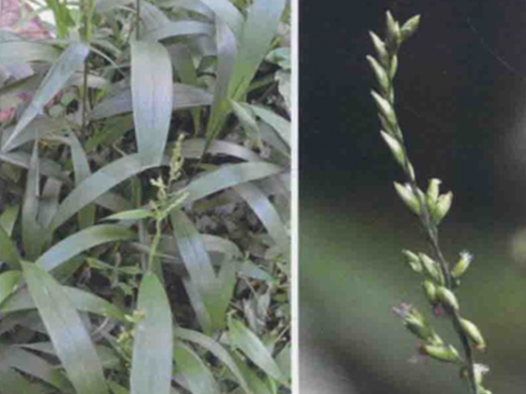 棕叶狗尾草