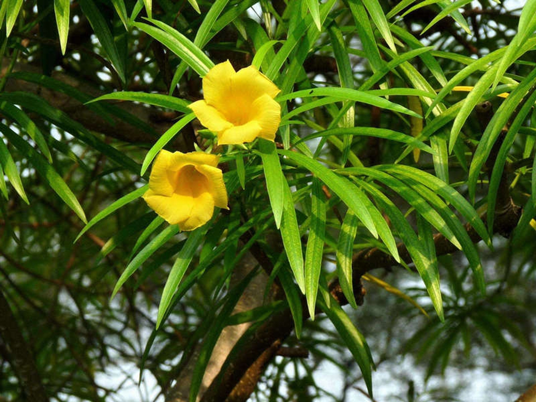 黄花夹竹桃