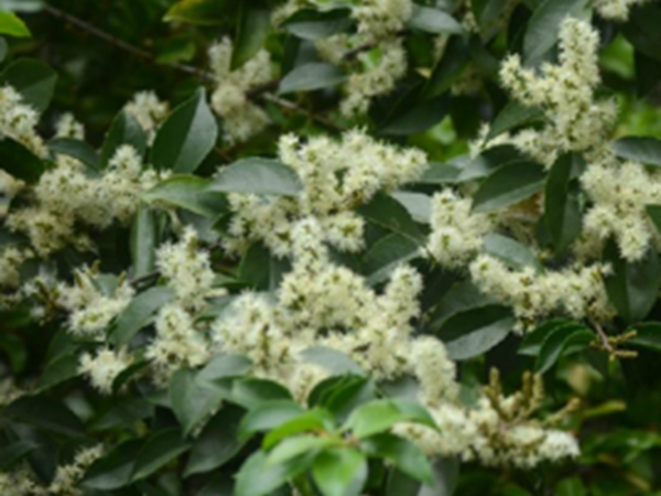 山矾花