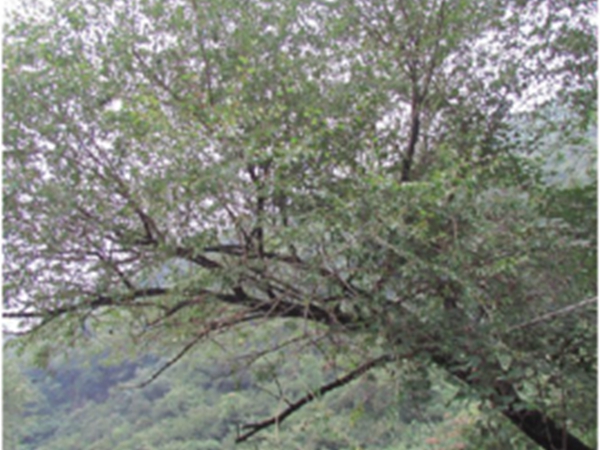 小青杨