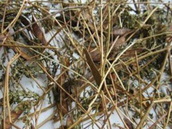 山扁豆