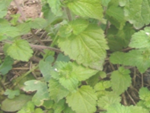 小败火草
