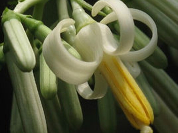 八角枫花