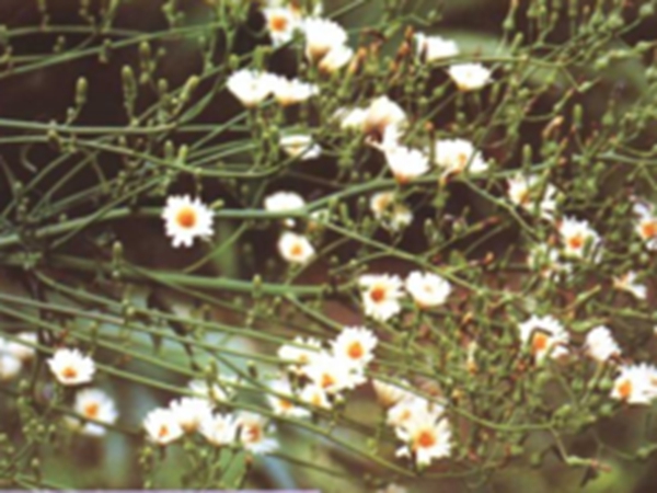 兴安毛连菜花