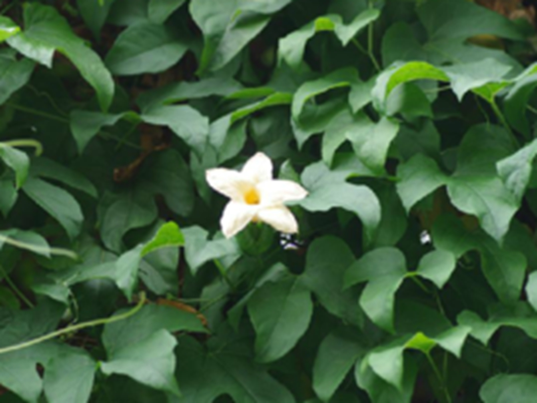 木鳖子根