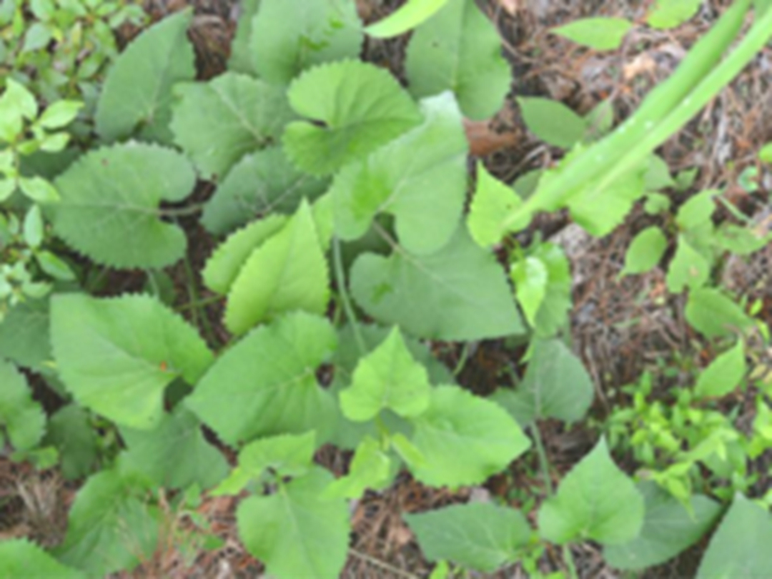 东风菜