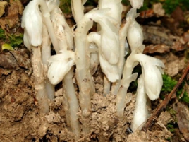 水晶兰