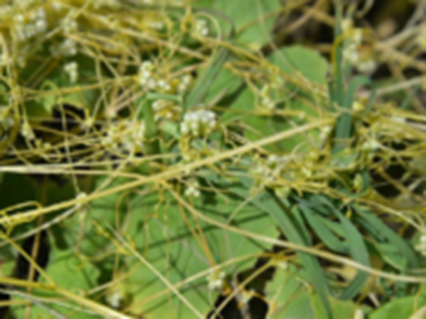 菟丝草