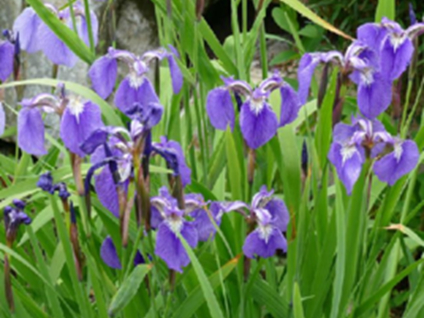 山鸢尾花