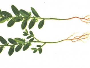 小金牛草