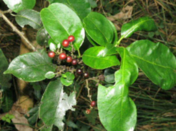 大风药