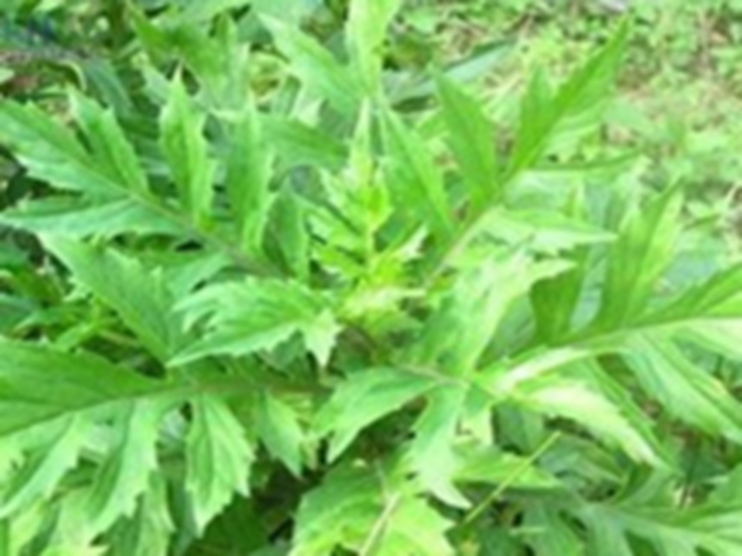 菊三七
