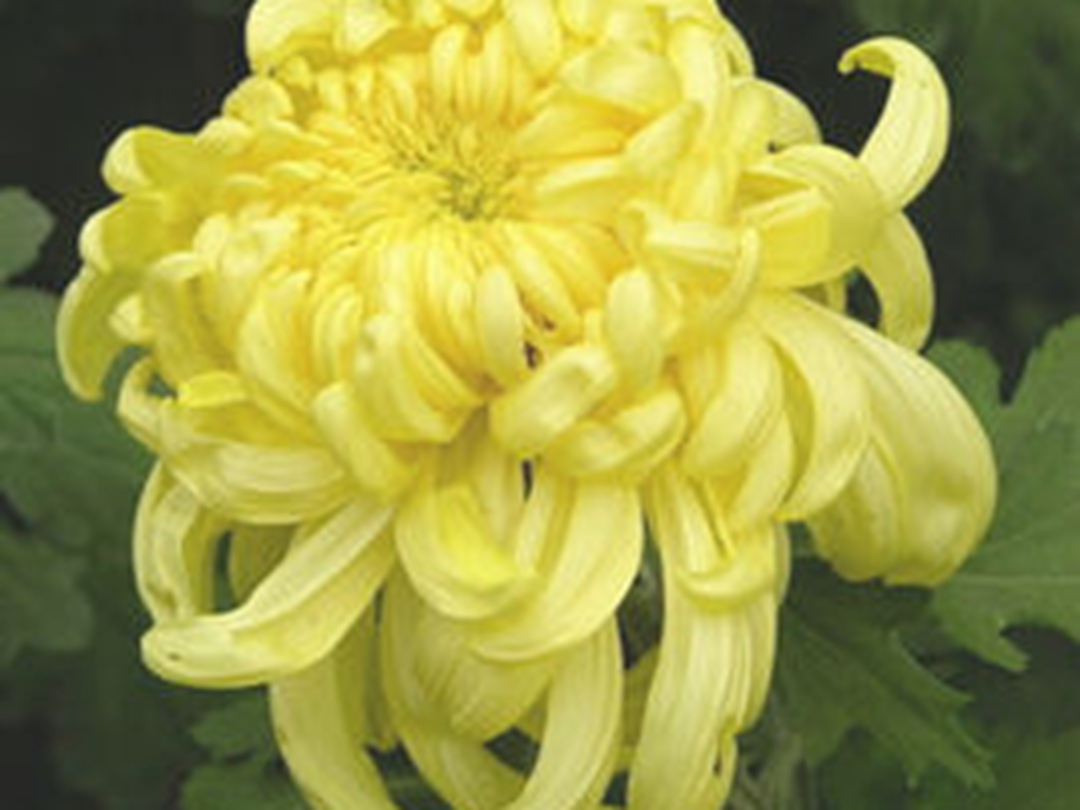 甘菊花露