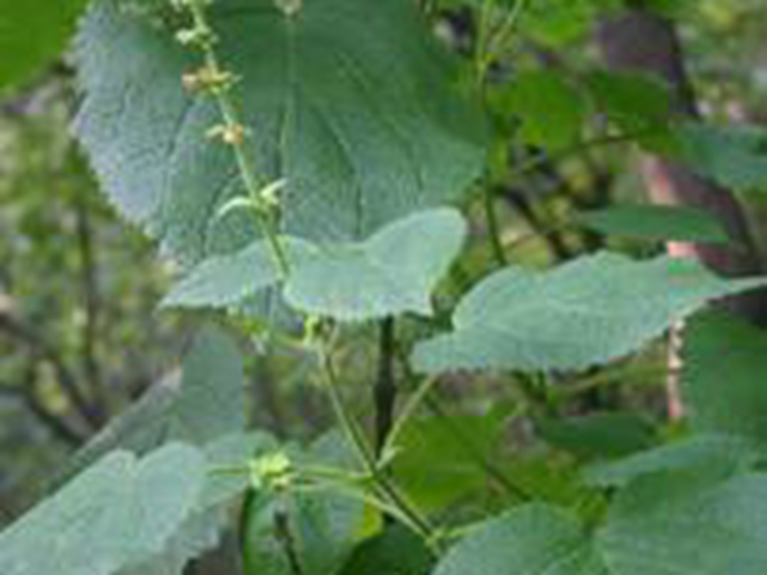 黄花香茶菜