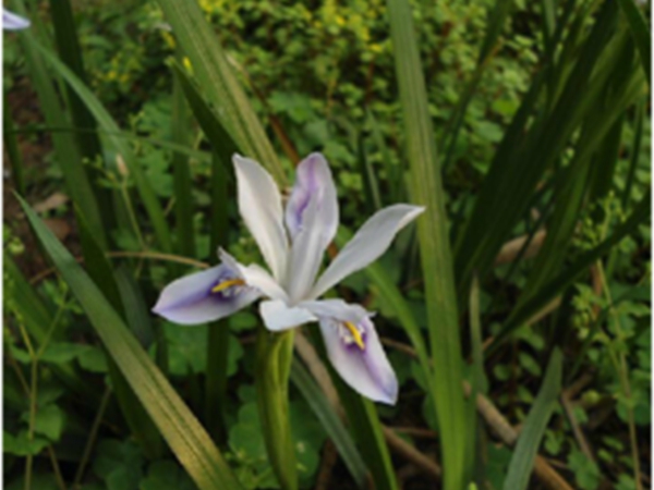 小花鸢尾根