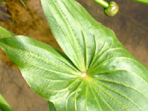 冠果草