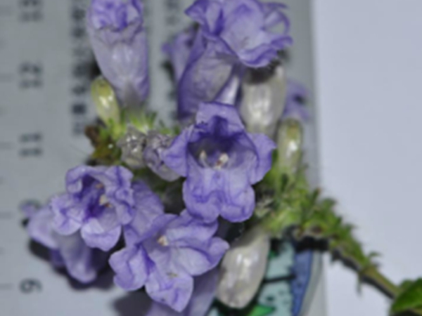 十三年花