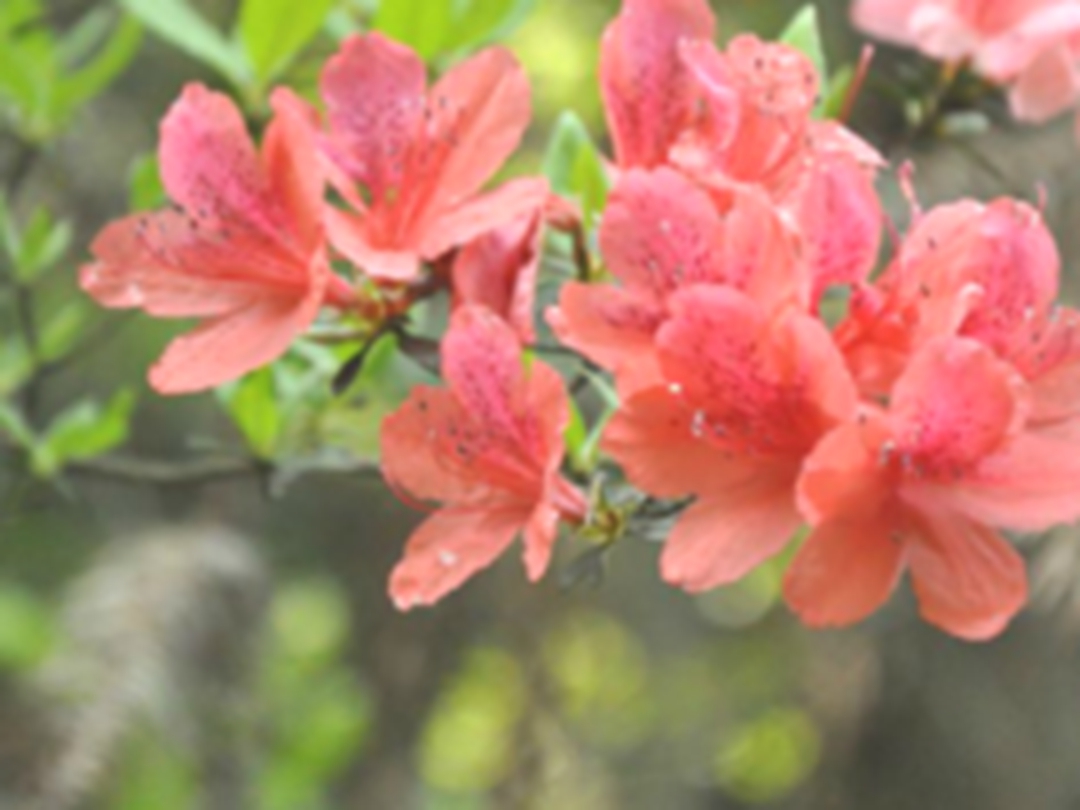 杜鹃花果实