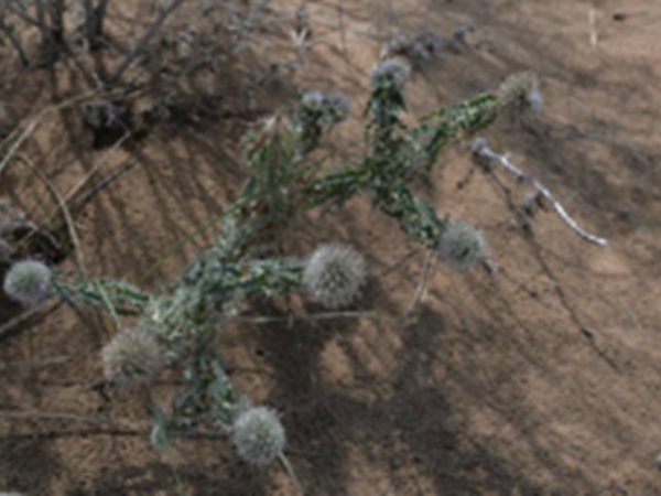 砂漏芦根