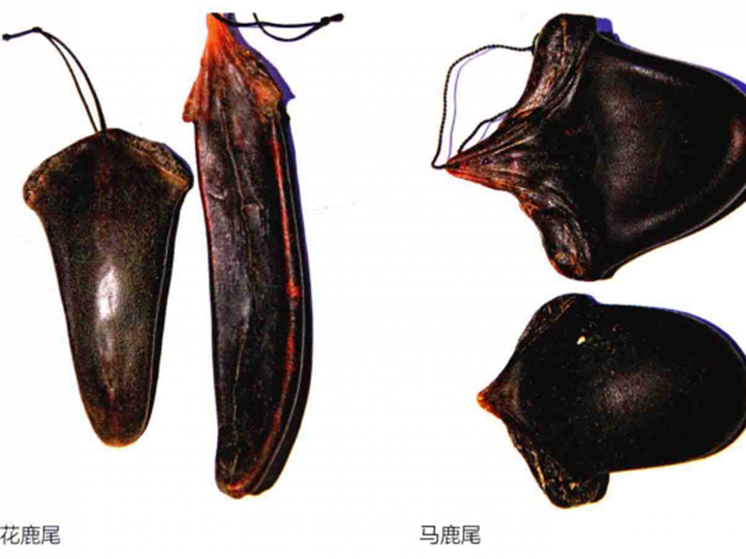 鹿尾