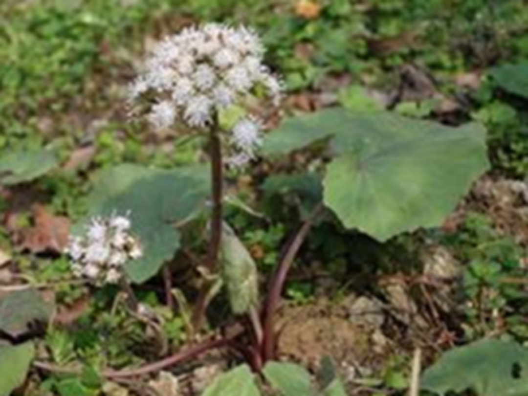 蜂斗菜