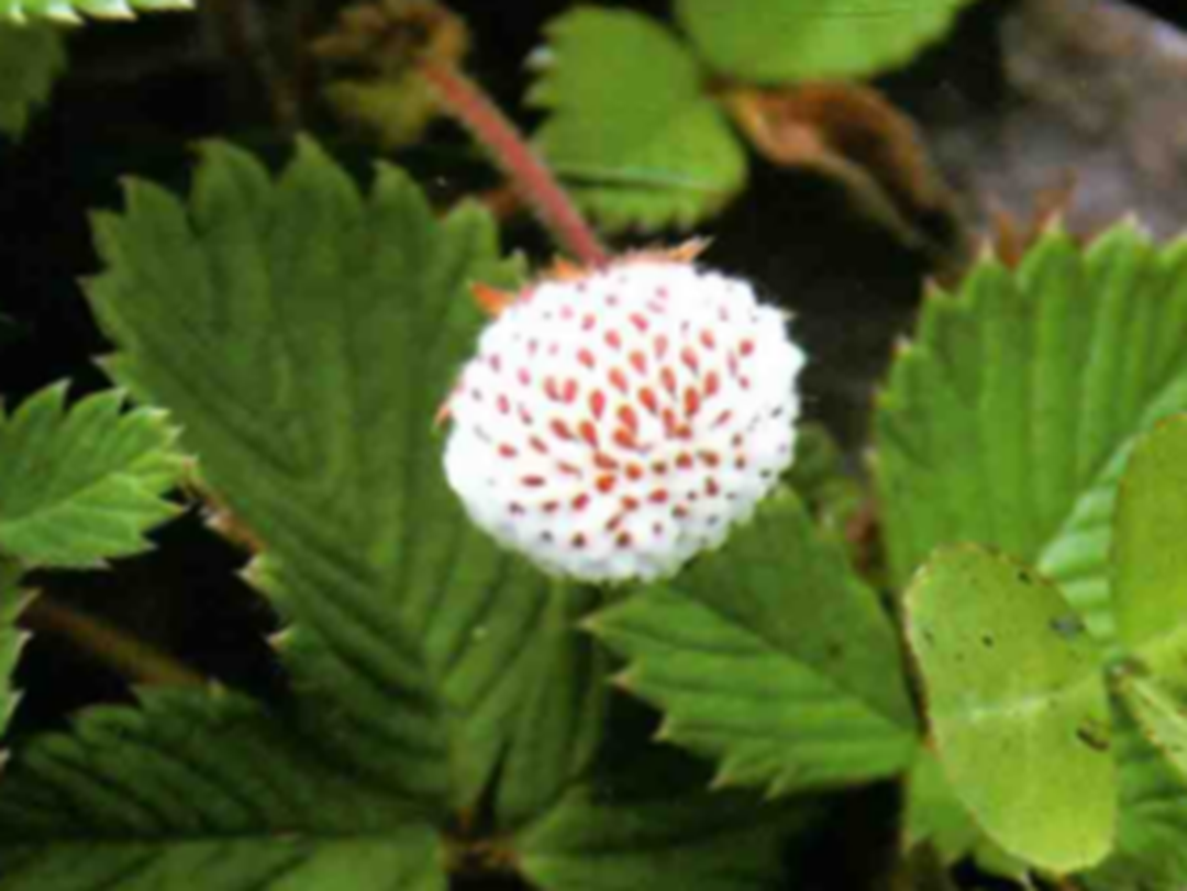 白草莓