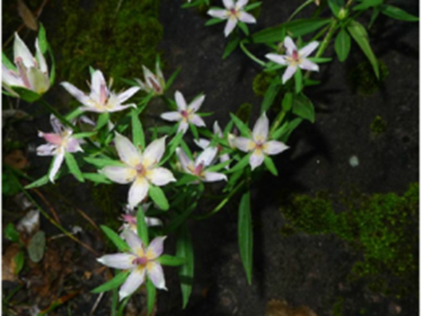 淡花当药
