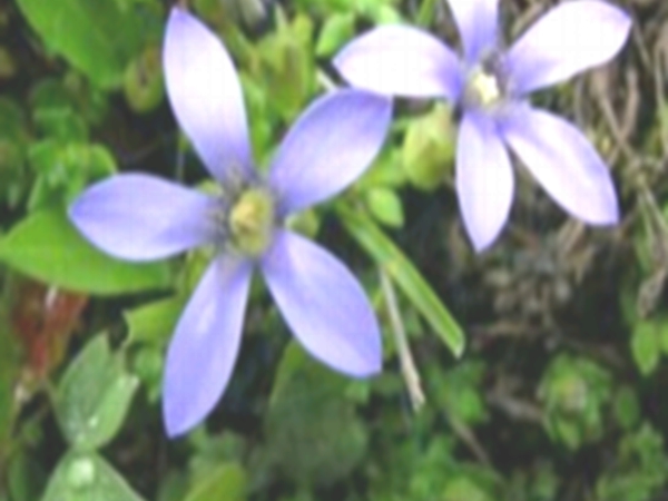 小白棉