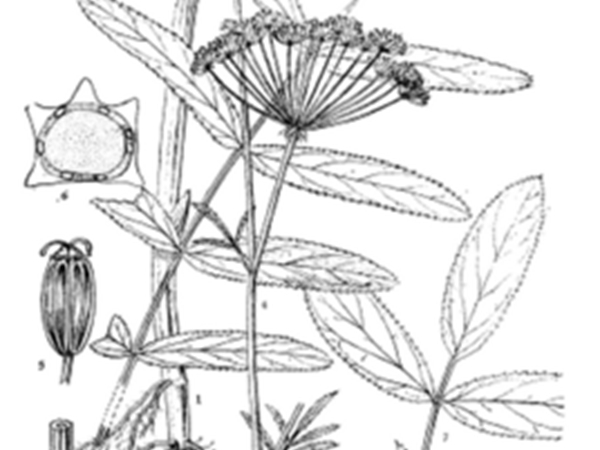 欧泽芹