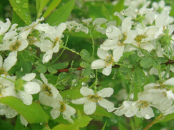 笑靥花