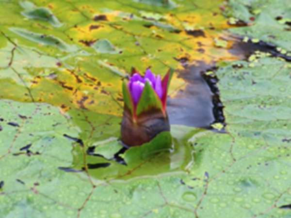 芡实根