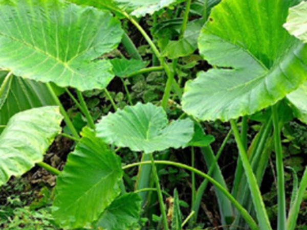 山野芋