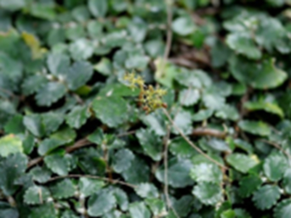 吐烟花