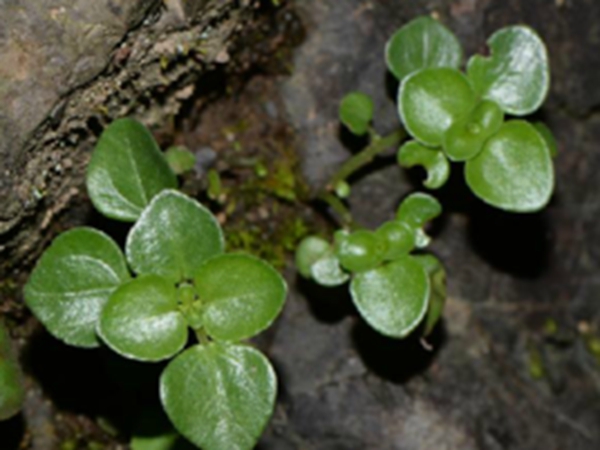 石油菜