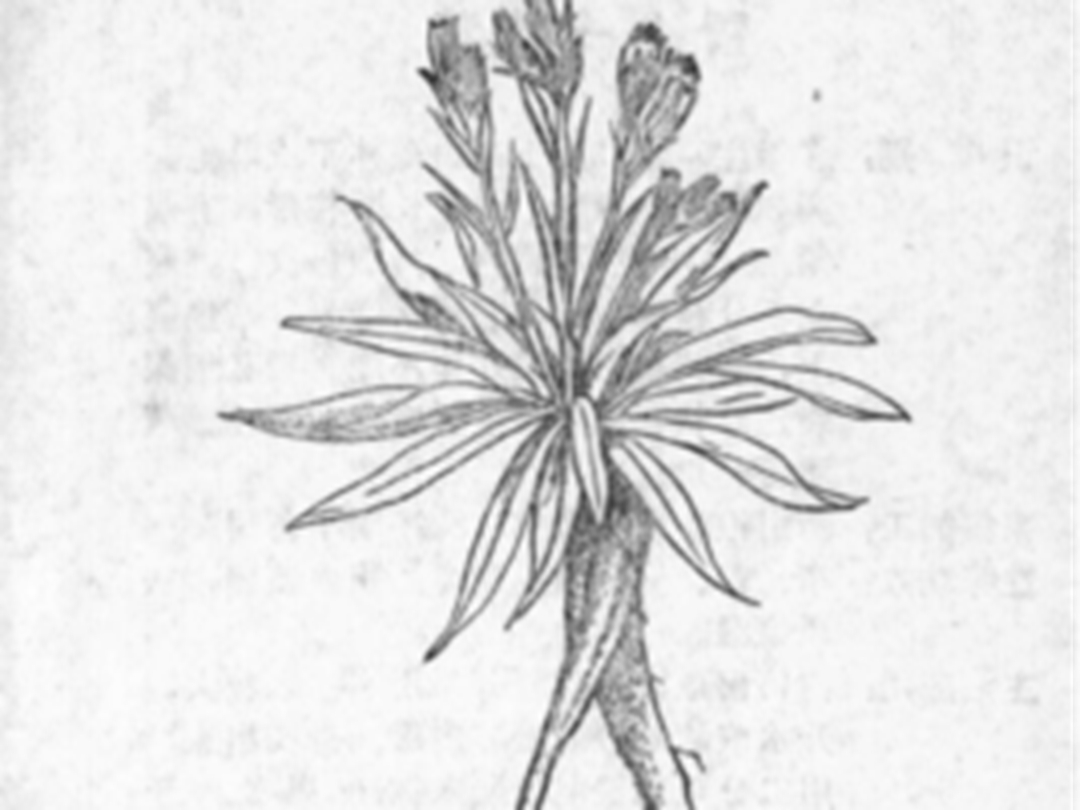 菊花参