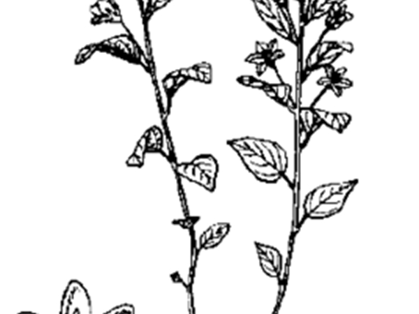 小果排草