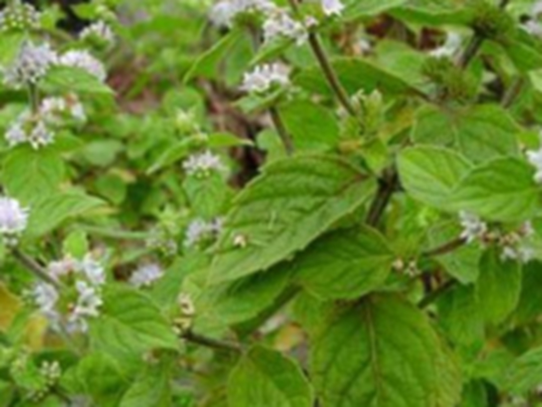 刚毛香茶菜