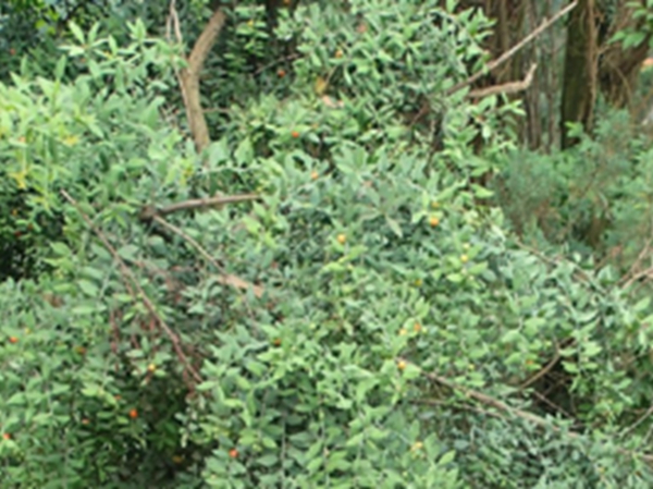 山苏木