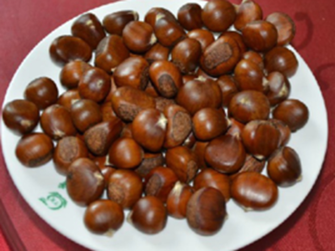 茅栗仁