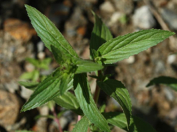 大花柳叶菜