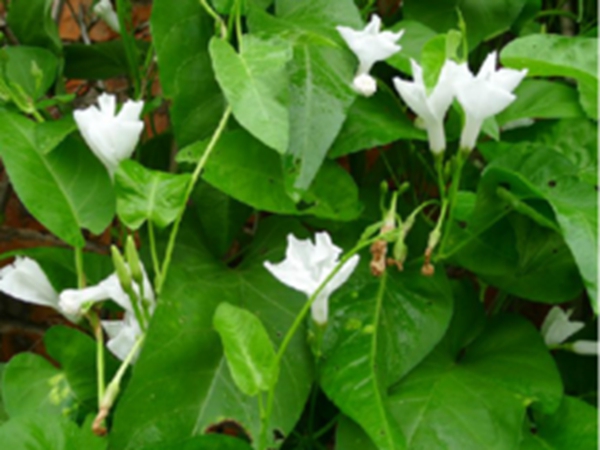 蕹菜